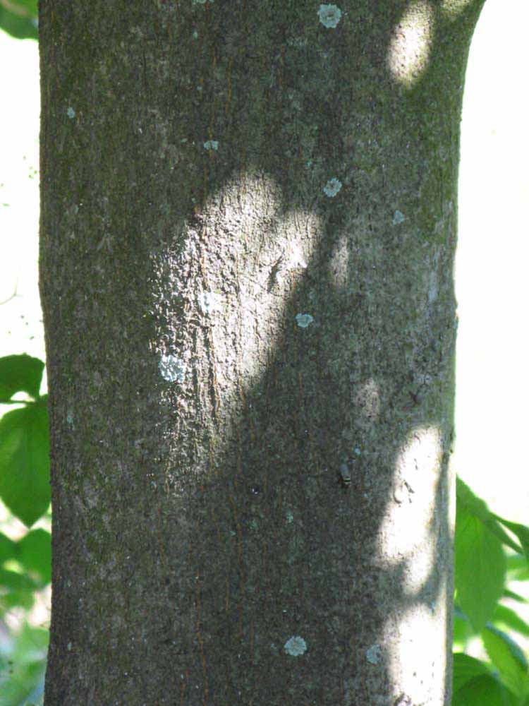            Bark (Winter Haven, FL)   